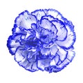 Blue white carnation flower isolated on white background. Close-up. Element of design Royalty Free Stock Photo