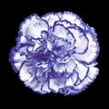Blue white carnation flower isolated on black background. Close-up. Royalty Free Stock Photo