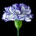 Blue white carnation flower isolated on a black background. Close-up. Royalty Free Stock Photo