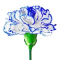 Blue white carnation flower isolated on a white background. Close-up. Flower bud on a green stem Royalty Free Stock Photo
