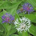 Blue and white Centaurea dealbata flower Royalty Free Stock Photo