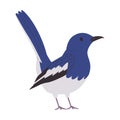 blue and white color small bird magpie robin species pretty cute nature animal wildlife creature