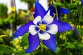 Blue White Columbine Blossom Blooming Macro Washington