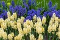 Blue and white common hyacinth flowers, floral background, gardening