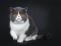 Blue with white cute Exotic shorthair cat kitten, Isolated on black background.