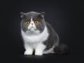 Blue with white cute Exotic shorthair cat kitten, Isolated on black background. Royalty Free Stock Photo