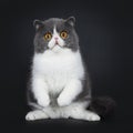 Blue with white cute Exotic shorthair cat kitten, Isolated on black background. Royalty Free Stock Photo