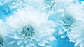 Blue white Dandelion flower and seeds close-up background Royalty Free Stock Photo