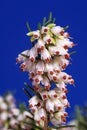 Blue and white Erica flower