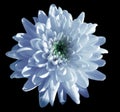 Blue-white flower chrysanthemum, garden flower, black isolated background with clipping path. Closeup. no shadows. green centre. Royalty Free Stock Photo