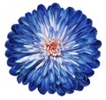 Blue-white flower chrysanthemum, garden flower, white isolated background with clipping path. Closeup. no shadows. centre Royalty Free Stock Photo