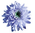 Blue-white flower chrysanthemum, garden flower, white isolated background with clipping path. Closeup. no shadows. green centre Royalty Free Stock Photo