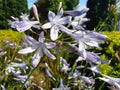 Blue and white flowers agapanthus praecox or agapanthus africanus Royalty Free Stock Photo