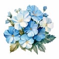 Ocean Blue Watercolor Primrose Arrangement Clipart On White Background Royalty Free Stock Photo