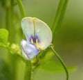 Flower of green long beans