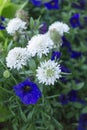 Blue and White Flowers