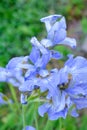 Blue-white flowers of wild iris on summer day in garden Royalty Free Stock Photo