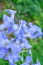 Blue-white flowers of wild iris on summer day in garden Royalty Free Stock Photo