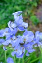 Blue-white flowers of wild iris on summer day in garden Royalty Free Stock Photo