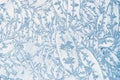 Blue and White Frost Texture