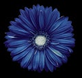 Blue-white gerbera flower, black isolated background with clipping path. Closeup. no shadows. For design. Royalty Free Stock Photo