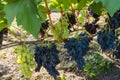 Blue and white grape bunches on grapevine on vineyard backlit