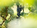 Blue and white grapes Vitis vinifera Royalty Free Stock Photo