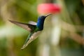Blue, white and green colorful hummingbird in Mindo Royalty Free Stock Photo