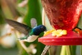 Blue, white and green colorful hummingbird Royalty Free Stock Photo