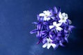 Blue and white hyacinth flowers over blue background