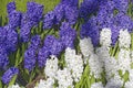 Blue and white hyacinths Royalty Free Stock Photo