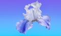 Blue and white iris bloom Royalty Free Stock Photo