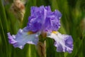 Blue white iris bloom digital art Royalty Free Stock Photo