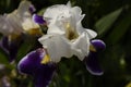 Blue white iris flower close-up Royalty Free Stock Photo