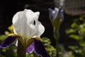 Blue white iris flower close-up Royalty Free Stock Photo