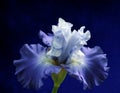 Blue and white iris flower isolated on a vintage royal blue background Royalty Free Stock Photo