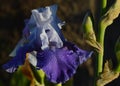 Blue & White Iris with raindrops Royalty Free Stock Photo