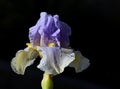 Blue & White Iris with raindrops Royalty Free Stock Photo