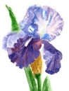 Blue White Iris Watercolor Royalty Free Stock Photo