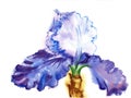 Blue White Iris Watercolor Royalty Free Stock Photo