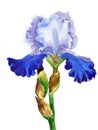 Blue White Iris Watercolor Royalty Free Stock Photo