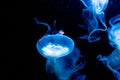 Blue with white jelly fish swimming in the water, isolated on a black background Royalty Free Stock Photo