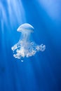 Blue and white jellyfish with tentacles swiming in an aquarium