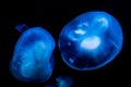 Blue with white jellyfishes glowing in the dark, marine life background Royalty Free Stock Photo