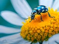 Blue and White Ladybug on Yellow Daisy Flower - Macro Photo Royalty Free Stock Photo