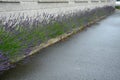 Blue, white lavender near a concrete panel wall, a fence made of cement boards. lavender cut into a sphere. mulch made of white li Royalty Free Stock Photo