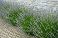 Blue, white lavender near a concrete panel wall, a fence made of cement boards. lavender cut into a sphere. mulch made of white li Royalty Free Stock Photo