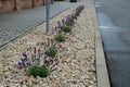 Blue, white lavender near a concrete panel wall, a fence made of cement boards. lavender cut into a sphere. mulch made of white li Royalty Free Stock Photo