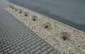 Blue, white lavender near a concrete panel wall, a fence made of cement boards. lavender cut into a sphere. mulch made of white li Royalty Free Stock Photo