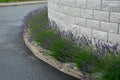 Blue, white lavender near a concrete panel wall, a fence made of cement boards. lavender cut into a sphere. mulch made of white li Royalty Free Stock Photo